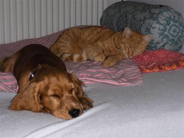 Cocker spaniel Chico - Chico og hans go´e ven Tiger (´:  billede 6