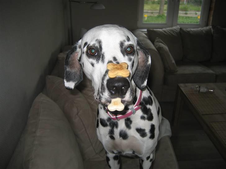 Dalmatiner Sille - Se så dygtig hun er :-) billede 4