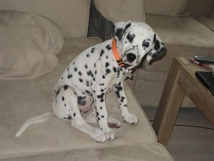 Dalmatiner Sille - Så lille og sød var hun da vi fik hende billede 5