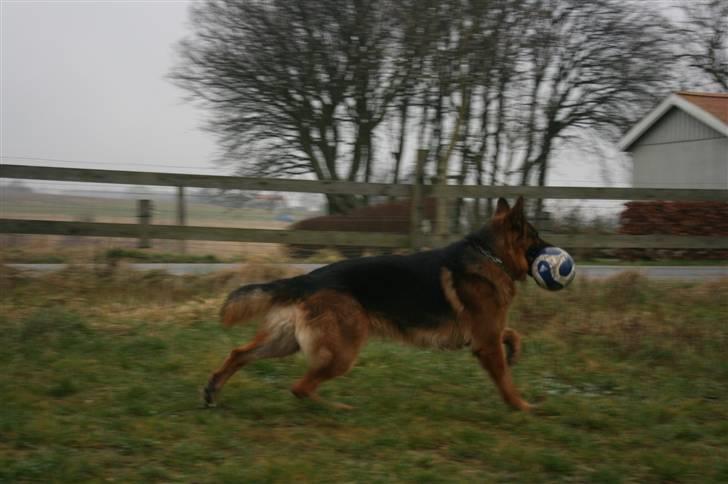 Schæferhund Hvolbæk Cako - Jes!! en fed bold at lege med :-) :-) billede 8
