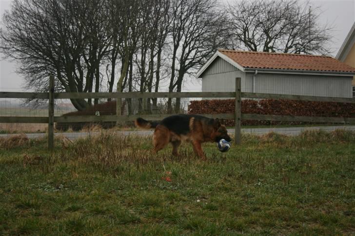 Schæferhund Hvolbæk Cako - Nå en mand skal så skal han :-) :-) Cako skulle lige tisse midt i bold legen :-) billede 9