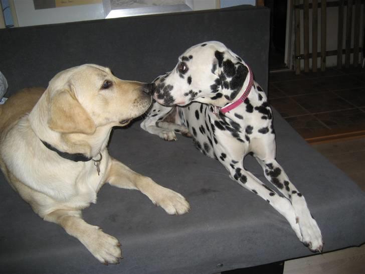 Dalmatiner Sille - Her er hun med sin bedste ven Bailey billede 6