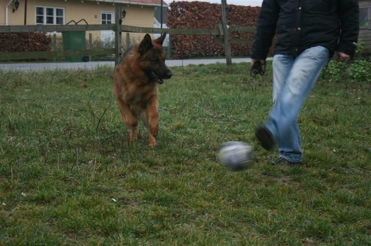 Schæferhund Hvolbæk Cako - Jubii far og jeg spiller bold :-) Min ejer er super til at lege med mig :-) billede 10