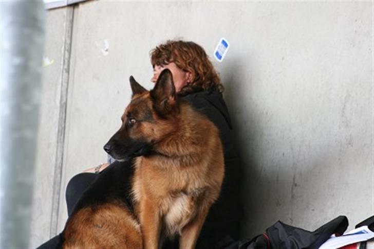 Schæferhund Hvolbæk Cako - Her sidder jeg sammen med min menneske mor :-) vi er på det tyske hovedavlsskue  i 2007 billede 11