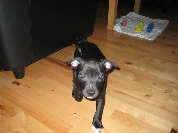 Staffordshire bull terrier rico billede 1