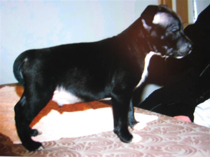 Staffordshire bull terrier rico billede 2