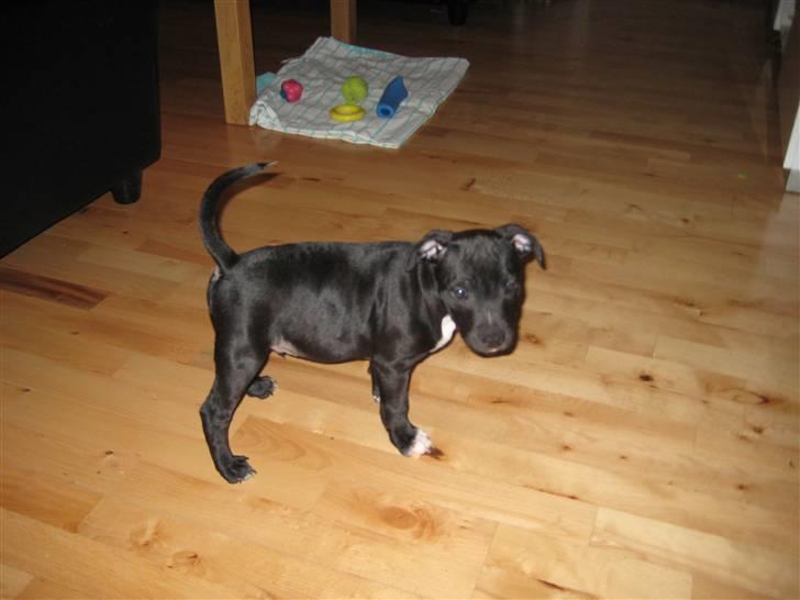 Staffordshire bull terrier rico billede 3