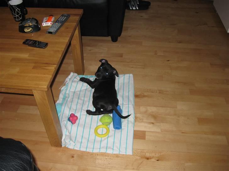 Staffordshire bull terrier rico billede 4