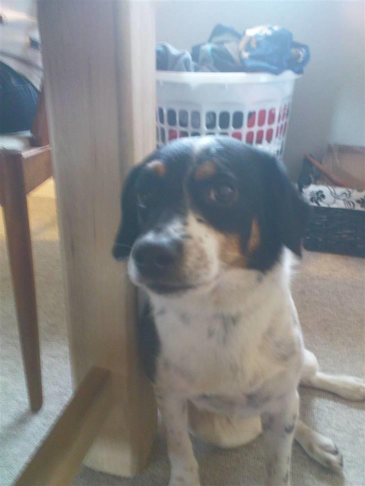 Dansk svensk gaardhund Polle - Polle fyr;)<3 billede 9