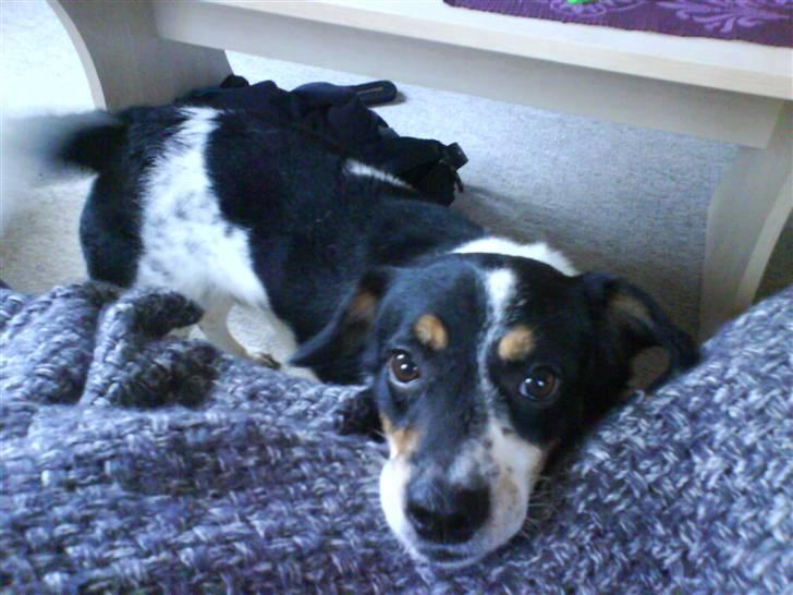 Dansk svensk gaardhund Polle - Så sød man er hva´?:) billede 10