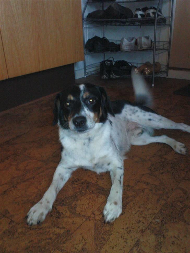 Dansk svensk gaardhund Polle - den smukkeste på jorden er landet i verden!;) billede 11