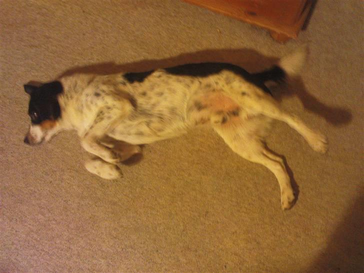 Dansk svensk gaardhund Polle - Rolle Rollle Rolle;)<3 billede 12