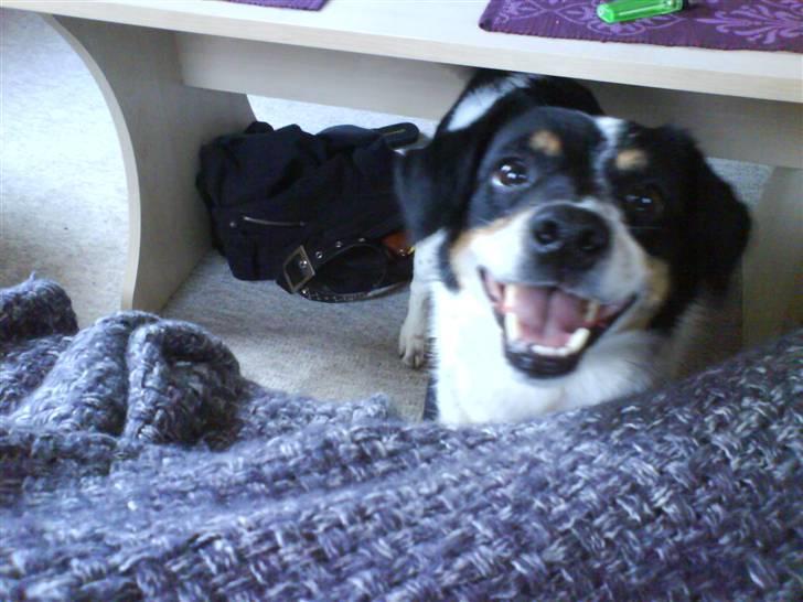 Dansk svensk gaardhund Polle - ikke flere billeder? hvad er det nu foran noget?!;) billede 13