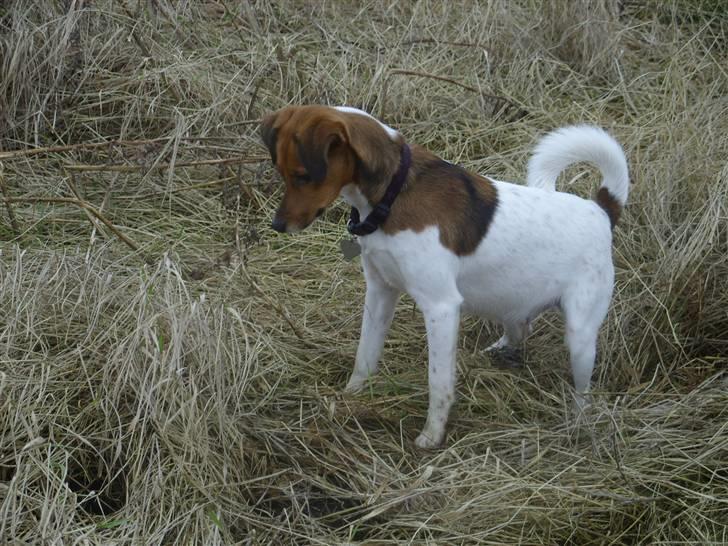 Blanding af racer Lotus - her er lotus 7 uger henne men selvom maven er tyk kan man godt jage mus hehe billede 18