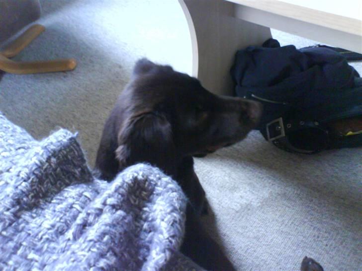 Labrador retriever Tanni<3 billede 4