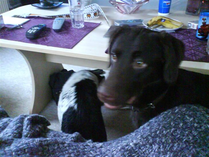 Labrador retriever Tanni<3 - Undslyld kvaligteten:)! billede 5