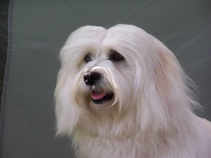 Bichon havanais Chico - Sidder og venter på at komme i ringen. billede 14