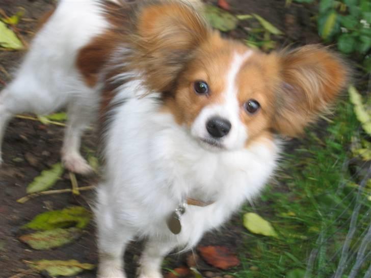 Papillon Chili billede 1