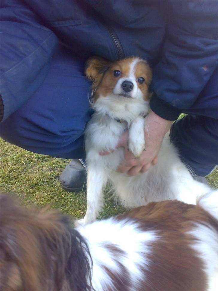 Papillon Chili billede 2