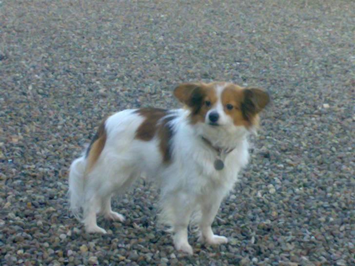 Papillon Chili billede 3