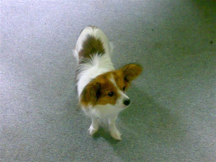 Papillon Chili billede 4