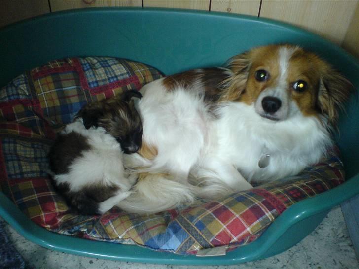 Papillon Chili billede 5