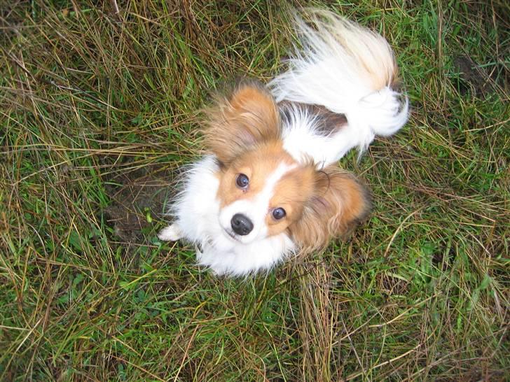 Papillon Chili billede 6