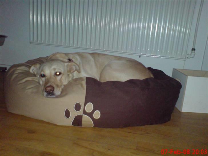 Blanding af racer Freja  - Mmm... Den nye kurv er bare så dejligt blød at putte i... billede 19