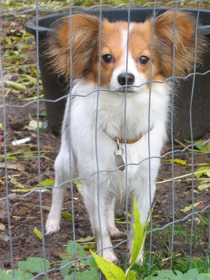 Papillon Chili billede 7