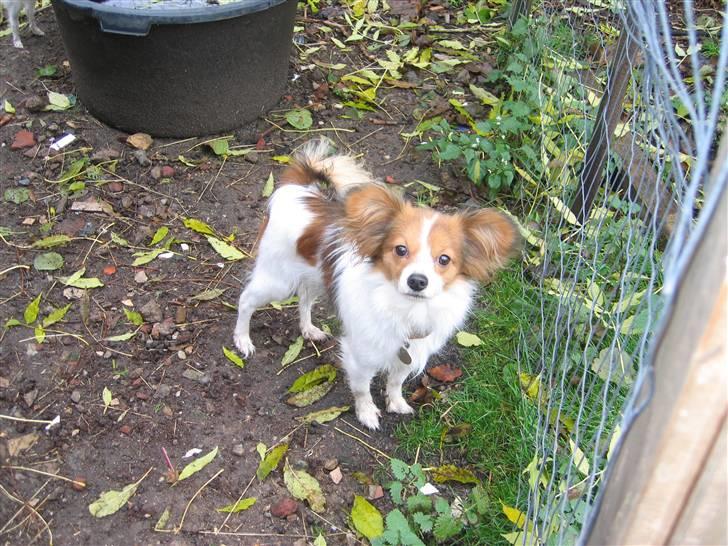 Papillon Chili billede 8