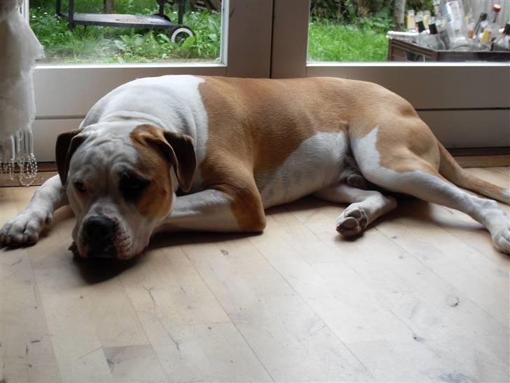Amerikansk bulldog Eddie - fra d.10/2-08 billede 13