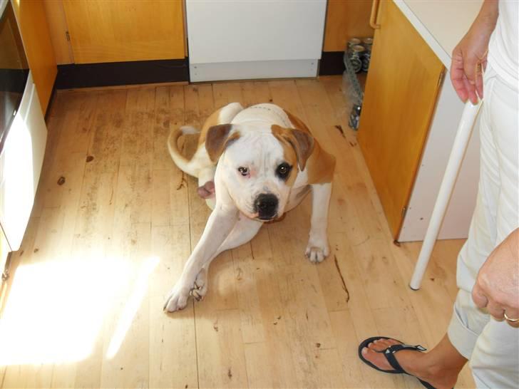 Amerikansk bulldog Eddie - fra d.10/2-08 billede 14