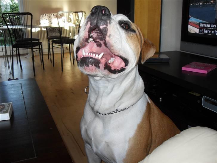 Amerikansk bulldog Eddie - fra d.10/2-08 billede 15