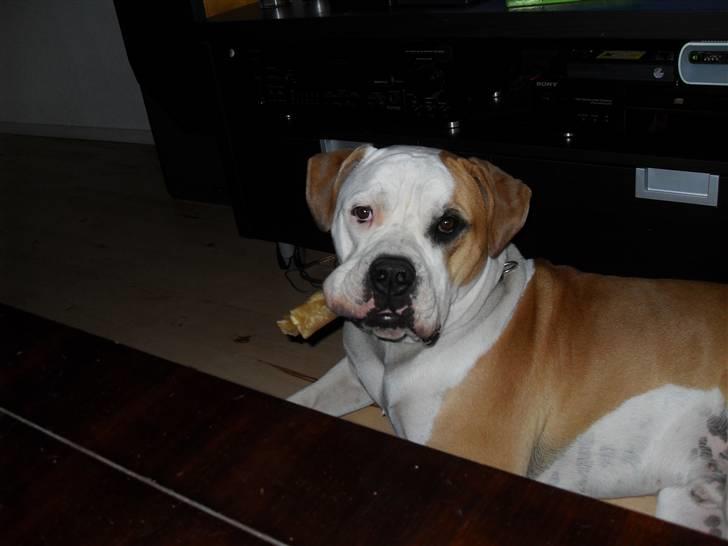 Amerikansk bulldog Eddie - fra d.10/2-08 billede 16
