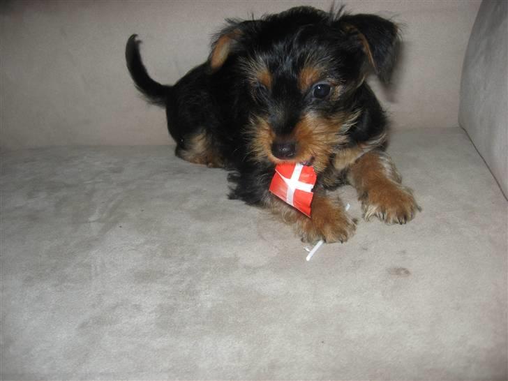 Blanding af racer Norah - Norah flagede da jeg havde fødselsdag billede 2