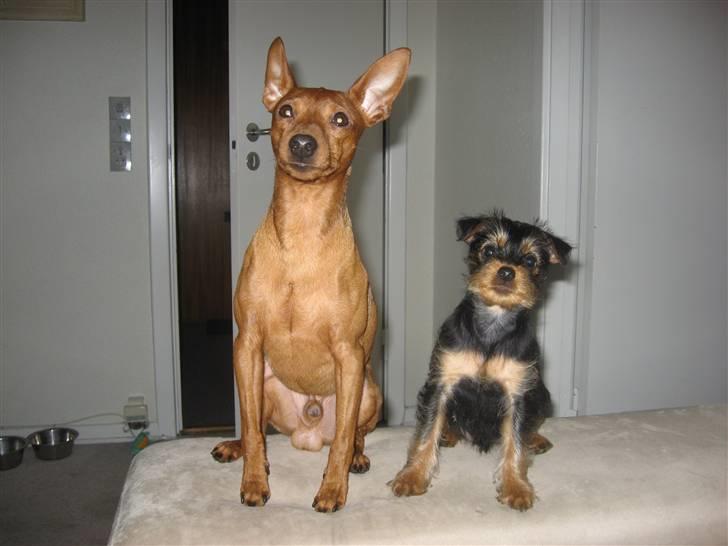 Blanding af racer Norah - Snoops & Norah  billede 3