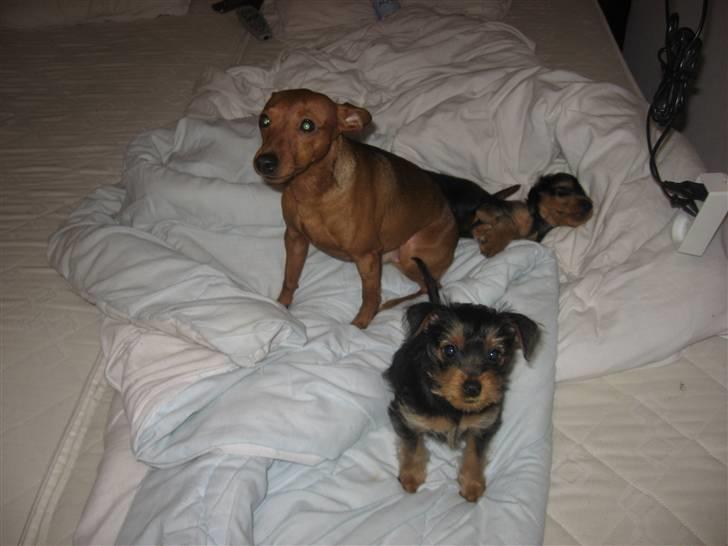 Blanding af racer Norah - Norah & Snoops, & storbror Simba der sover ..  billede 4