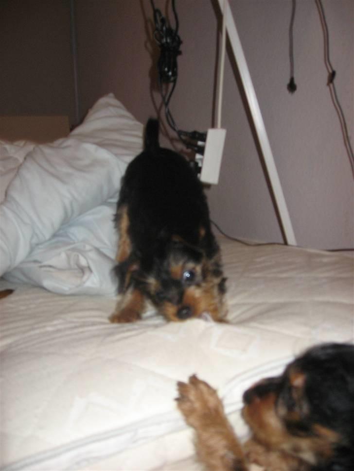 Blanding af racer Norah - Norah Bagerst & storbror Simba billede 5