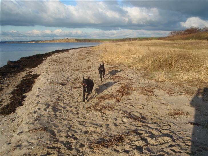 Blanding af racer Sally (sørøveren) - Sally og storebror Nemo kommer susende.....ja gæt en hund. billede 16