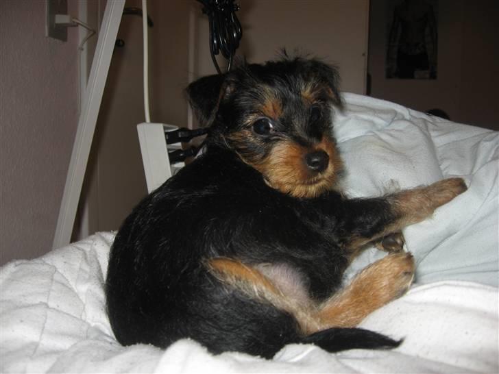 Blanding af racer Norah billede 6