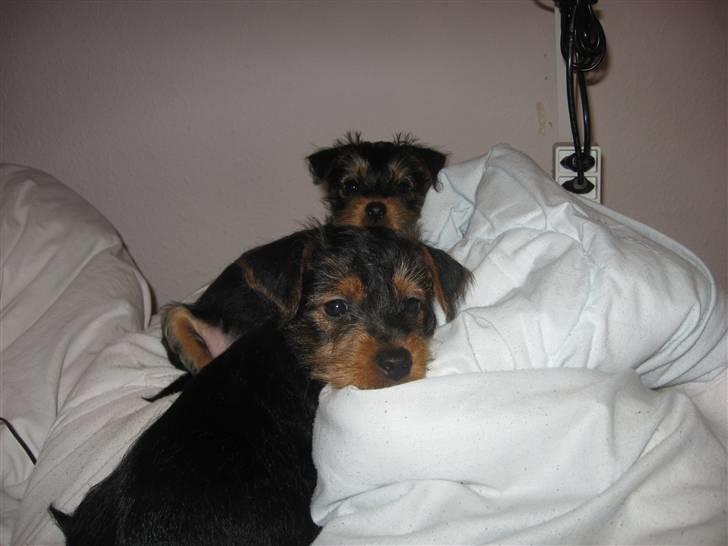 Blanding af racer Norah - Norah bagerst & storbror Simba billede 7