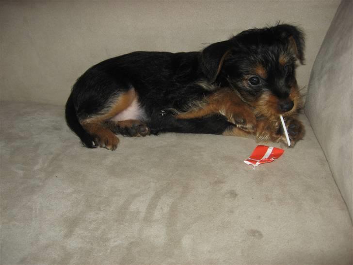 Blanding af racer Norah billede 8