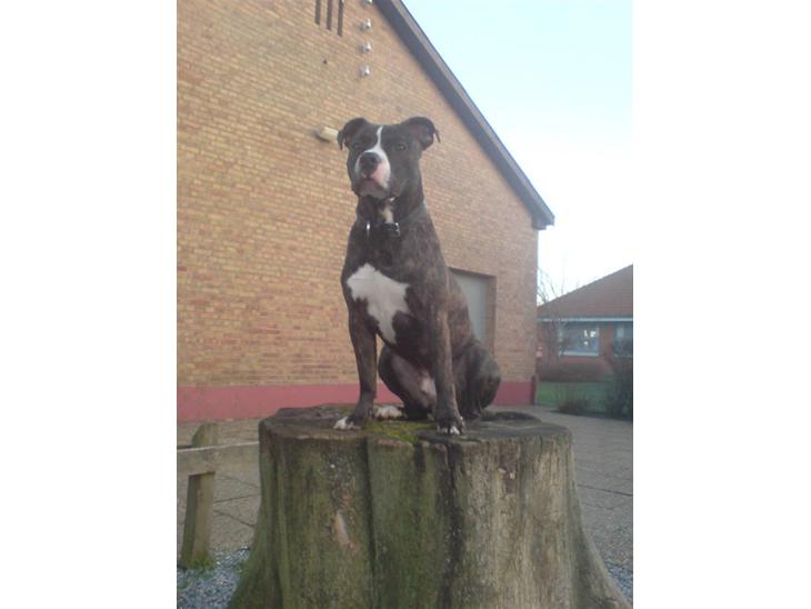 {{currentPhoto.altText}} billede {{currentPhoto.number}}