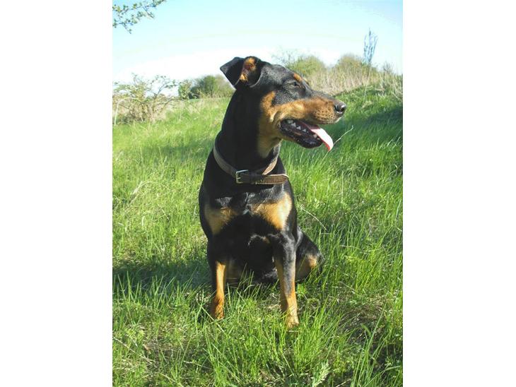 {{currentPhoto.altText}} billede {{currentPhoto.number}}