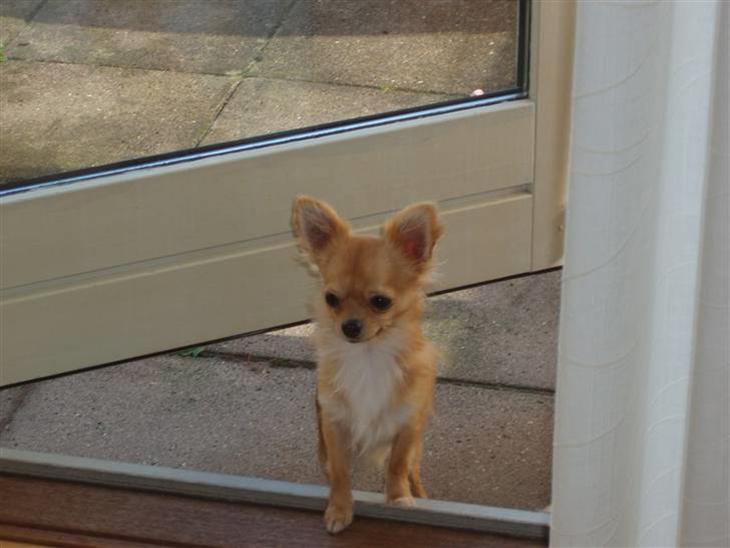 Chihuahua wejner billede 1
