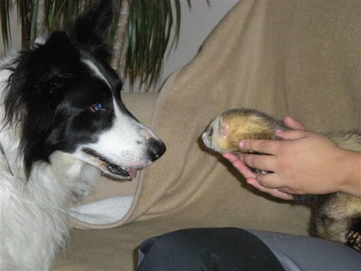 Border collie Bamse - Min mors - :o! hva er det ?! billede 1
