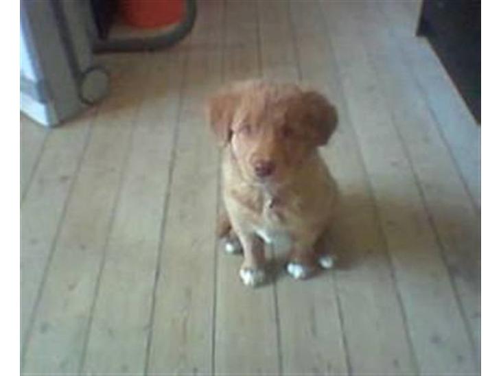 Nova scotia duck tolling retriever Indie billede 1