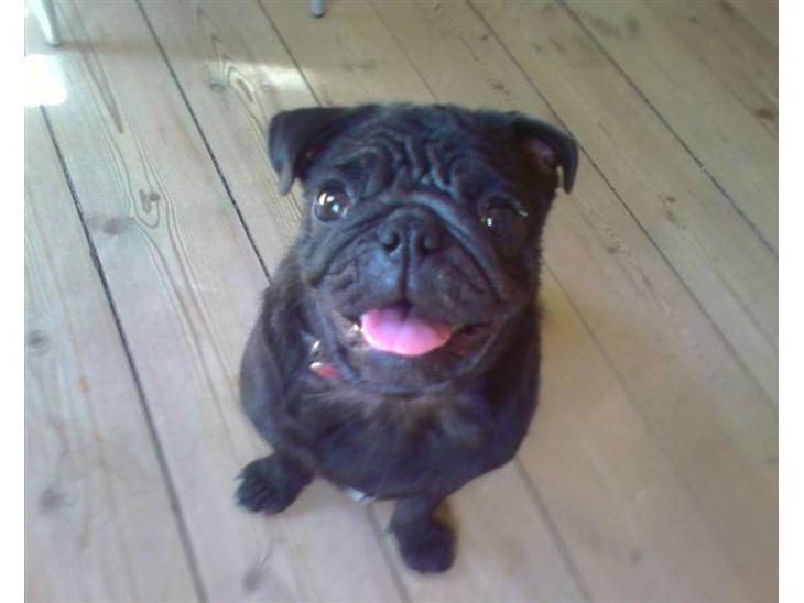 {{currentPhoto.altText}} billede {{currentPhoto.number}}