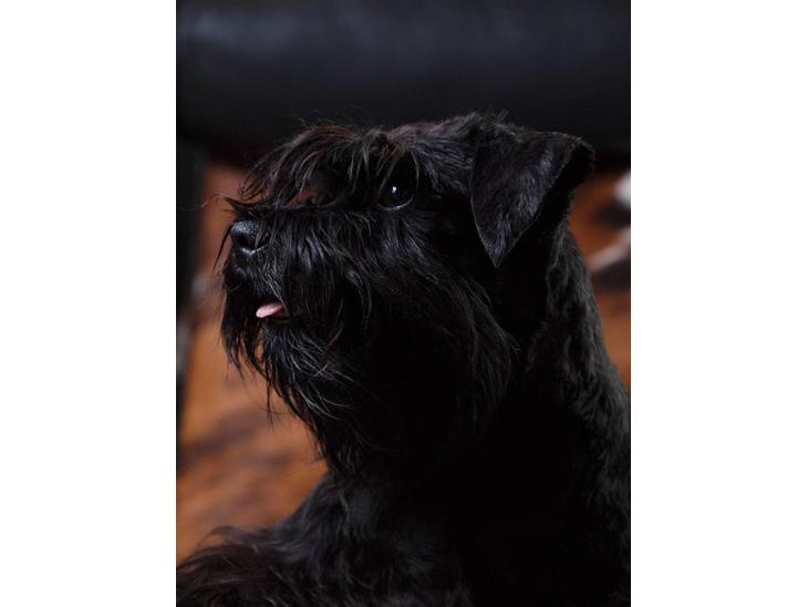 {{currentPhoto.altText}} billede {{currentPhoto.number}}