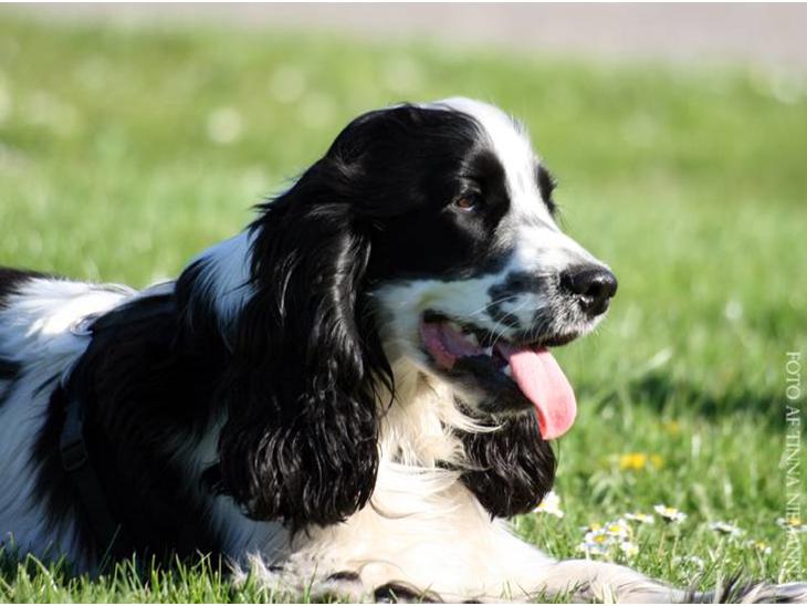 Cocker spaniel chikko - chikko min pragtfulde lille hund,er desværre ikke mere, han er i himmelen ved alle de andre skønne hunde. billede 1